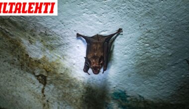 Nainen löysi vessastaan hengenvaarallisen tunkeutujan – Tiktok-katsojat saattoivat pelastaa hengen