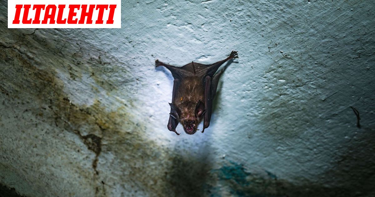Nainen löysi vessastaan hengenvaarallisen tunkeutujan – Tiktok-katsojat saattoivat pelastaa hengen