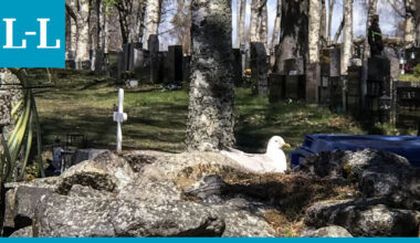 Luonto tarvitsee pesimärauhaa - se suojaa myös Kemin eteläisen hautausmaan aidalla hautovaa lokkia