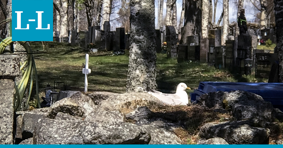 Luonto tarvitsee pesimärauhaa - se suojaa myös Kemin eteläisen hautausmaan aidalla hautovaa lokkia