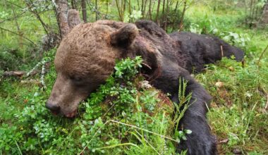 Karhunmetsästys jälleen epävarmaa – vakioporukka valittanut kaatoluvista oikeuteen | Pohjois-Savo