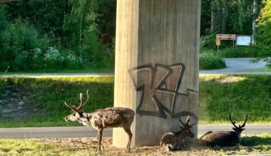 Uusi tutkimus: Kesän pitkä hellejakso olisi ollut lähes mahdoton ilman ilmastonmuutosta | Kotimaa