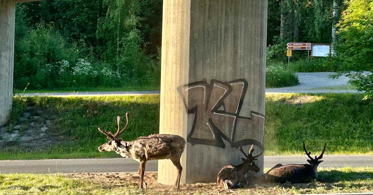 Uusi tutkimus: Kesän pitkä hellejakso olisi ollut lähes mahdoton ilman ilmastonmuutosta | Kotimaa