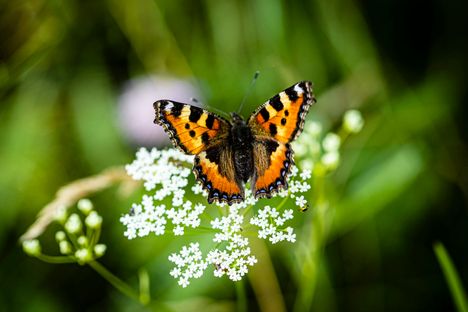 Tutuista perhosista esimerkiksi nokkosperhonen on viime vuosina vähentynyt.
