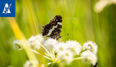 "Lajien puuttumisesta tulee kiukkuinen ja paha mieli"