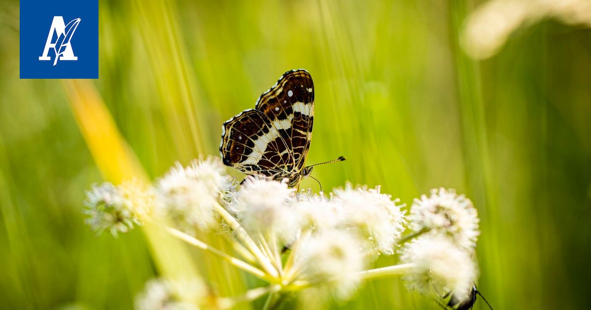 "Lajien puuttumisesta tulee kiukkuinen ja paha mieli"