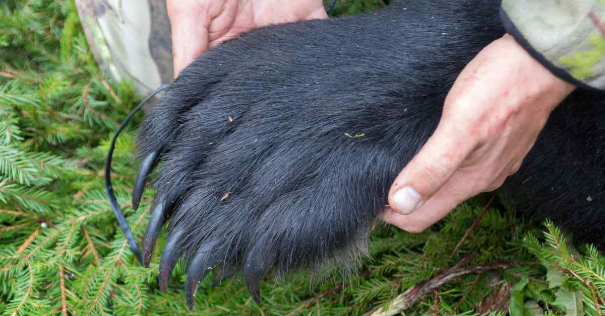Hallinto-oikeus kielsi karhun­metsästyksen tältä vuodelta | Pohjois-Karjala