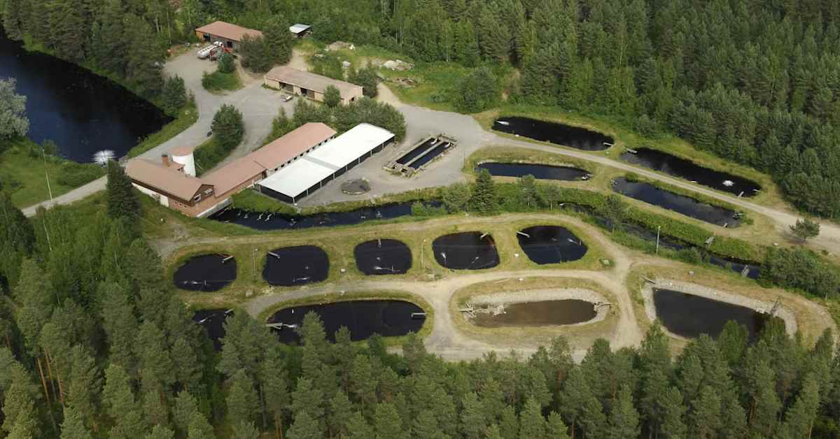 Ennätyksellinen helleputki tappoi kaloja kasvatuslaitoksissa – kalastajat Joensuun Jänisjoella ihmeissään | Kotimaa