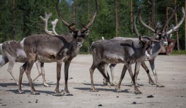 Kymmeniä poroja kuollut Iissä, viitteitä myrkytyksestä | Kotimaa