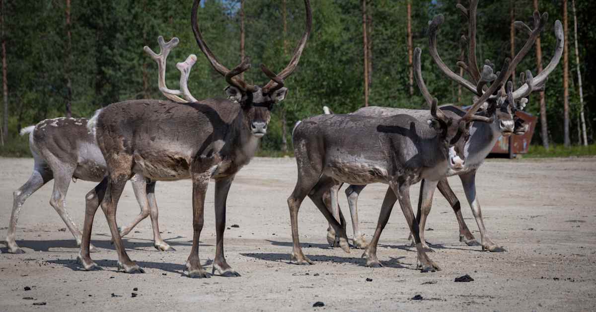 Kymmeniä poroja kuollut Iissä, viitteitä myrkytyksestä | Kotimaa
