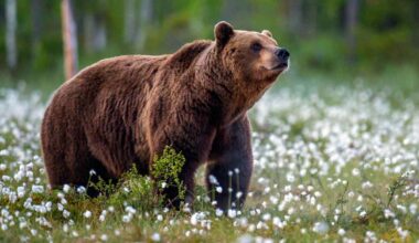Lapin karhunkaatoluvat menevät kuin kuumille kiville, koska valitukset pysäyttivät metsästysaikeet Itä-Suomessa | Kotimaa
