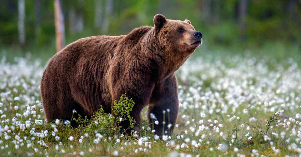 Lapin karhunkaatoluvat menevät kuin kuumille kiville, koska valitukset pysäyttivät metsästysaikeet Itä-Suomessa | Kotimaa