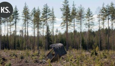 Yle: Eläinaktivistit ilmoittautuivat hirvitornien hajottajiksi | Paikalliset
