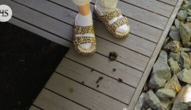 Pihoille ja terasseille tunkeutuvat porot ovat aiheuttaneet ilmiriidan Kuusamossa