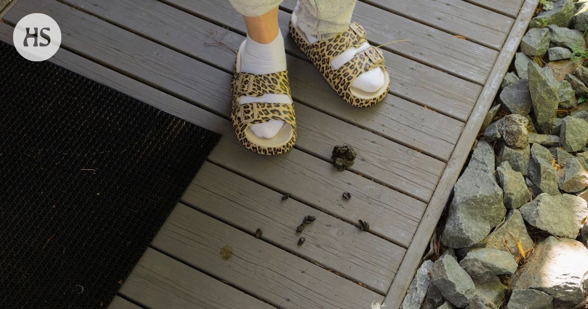 Pihoille ja terasseille tunkeutuvat porot ovat aiheuttaneet ilmiriidan Kuusamossa