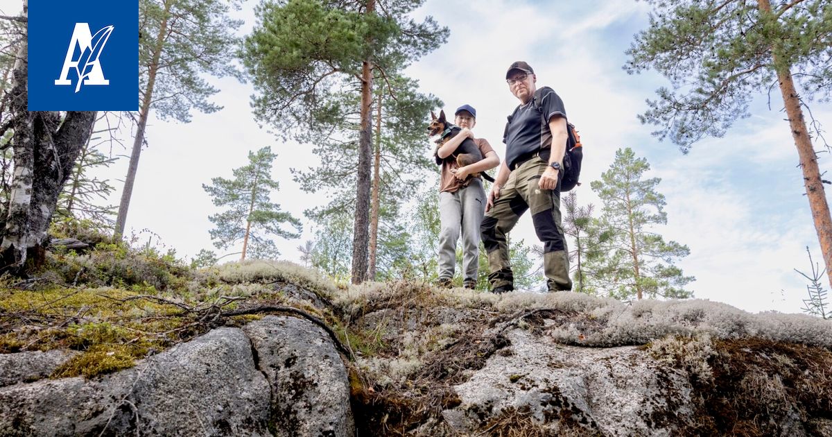 Nokialta löytyy todellinen erämaahelmi aivan kaupungin kyljestä – siellä on nyt niin paljon mustikoita, ettei haittaa, vaikka sen kertoo muillekin