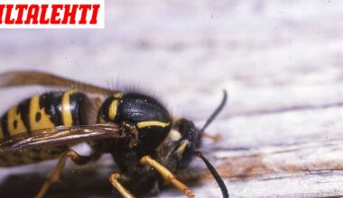Suomen Luonto: Polistes dominula saapui Suomeen