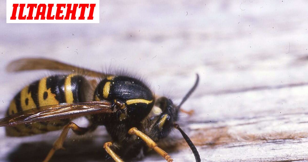 Suomen Luonto: Polistes dominula saapui Suomeen