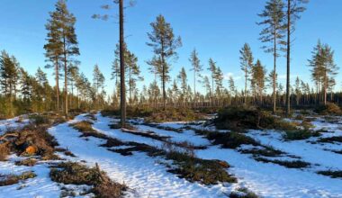 Tutkijat Metsälehdessä: Metsien hiilinielut lasketaan Suomessa väärin – tämä muuttuja jää huomiotta | Talous