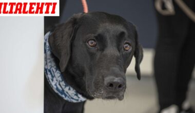 Mies varasti koiran kaupan pihalta Lahdessa