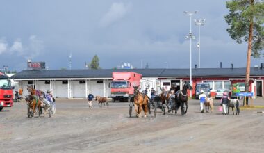 Tekoälyllä vai sittenkin ihan oikealla älyllä? - MT Hevoset