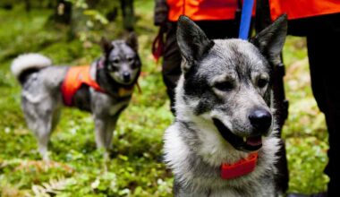 Rajavartiolaitos varoittaa metsästyskoirien irti päästämisestä lähellä itärajaa | Kotimaa