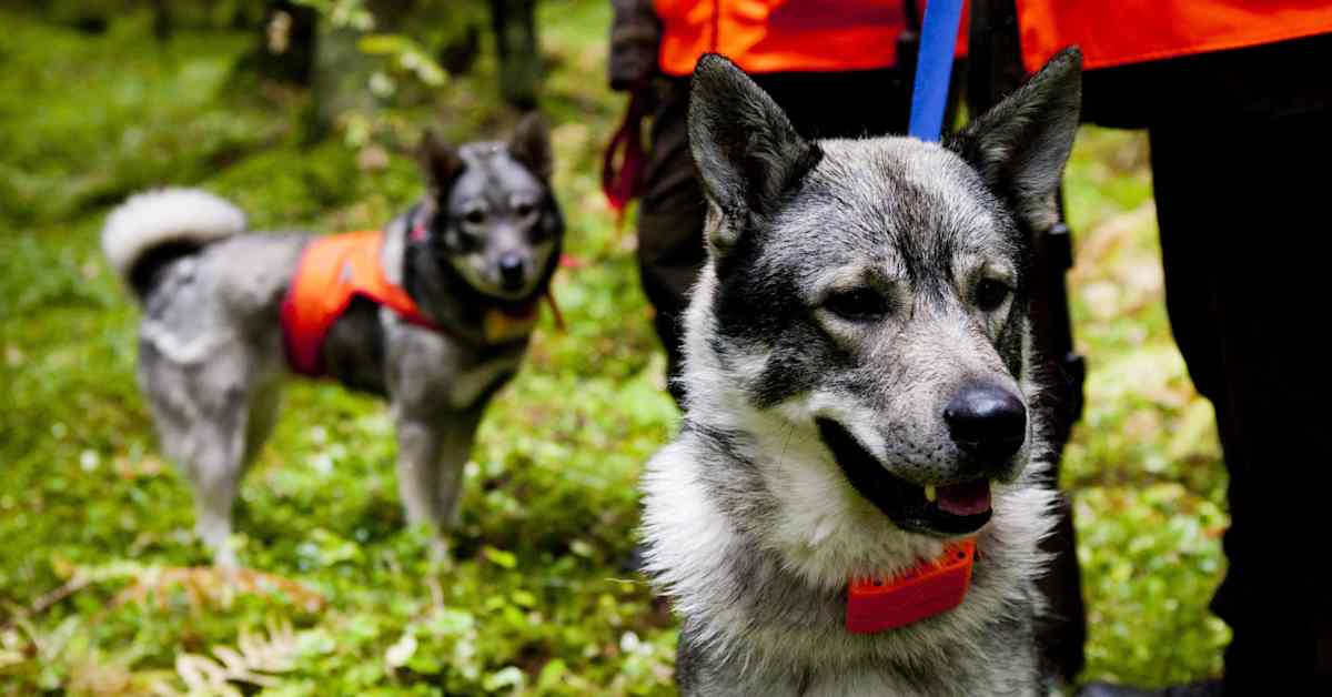Rajavartiolaitos varoittaa metsästyskoirien irti päästämisestä lähellä itärajaa | Kotimaa
