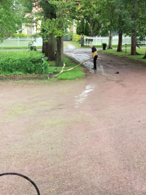 Jalava pääsi eroon kuivasta oksasta Ulvilassa.