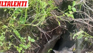 Mustikkamättäiden alta löytyi hoiperteleva lammas