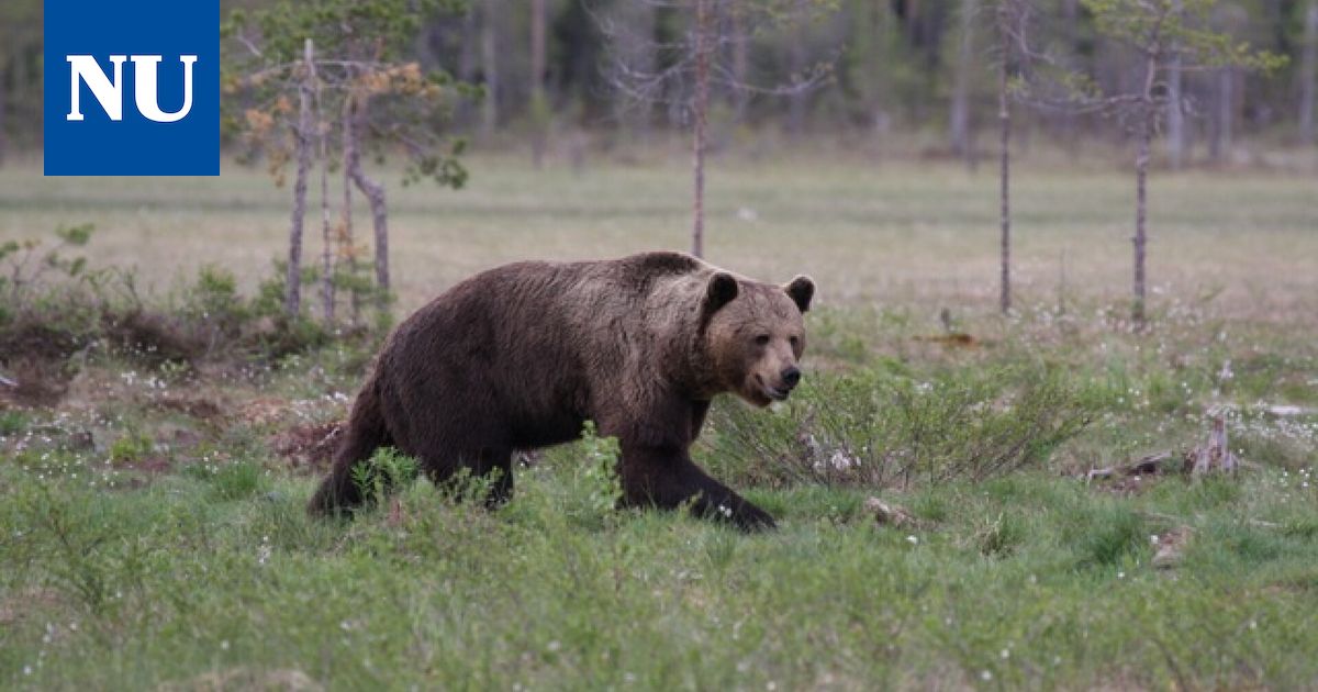 Karhu kävi uimareissulla Alisella - Nokian Uutiset