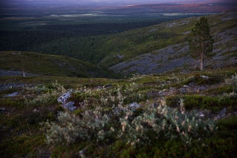 Lapin kesän sanoissa on vastaajan mukaan ”kaikki oleellinen suomalaisuudesta”.