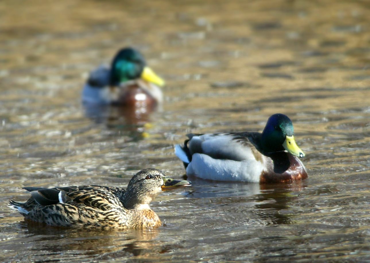 Valtakunnallisesti sinisorsien parimäärä kasvoi 11 prosenttia edellisvuodesta ja oli pitkäaikaisen keskiarvon tuntumassa. Poikastuotto oli 13 prosenttia viime vuotta suurempi.