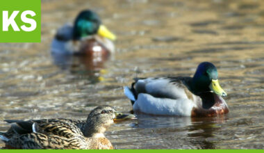 Pohjoisen vesilinnuilla muuta maata heikompi poikastuotto – myyräkato on lisännyt petopainetta