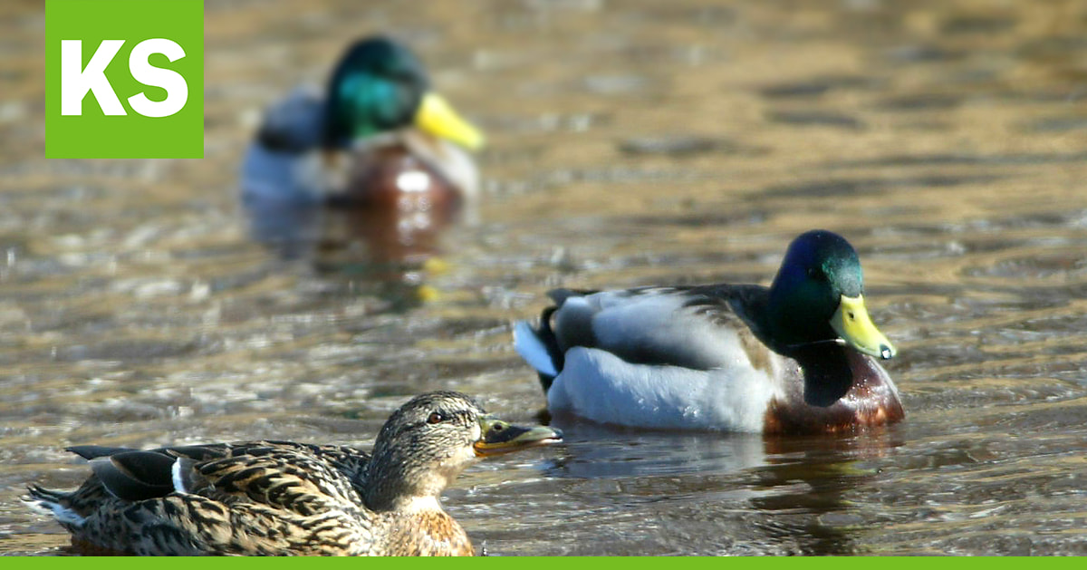 Pohjoisen vesilinnuilla muuta maata heikompi poikastuotto – myyräkato on lisännyt petopainetta