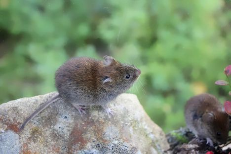 Metsämyyrä kannattaa pyydystää heti, kun se on päässyt rakennukseen.