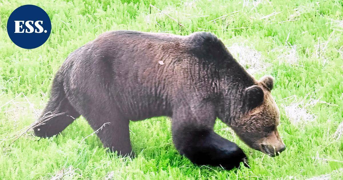 Karhun kohdannut nainen Ylelle: "Peto örähteli niskaan" – tämä kikka taltuttaa hyökkäävän otson | Uutissuomalainen