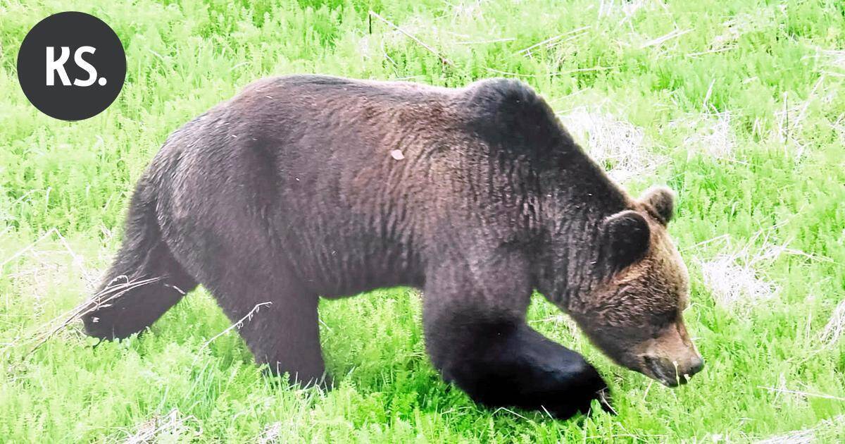 Karhun kohdannut nainen Ylelle: "Peto örähteli niskaan" – tämä kikka taltuttaa hyökkäävän otson | Uutissuomalainen