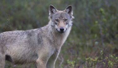 Susikannan koolle halutaan raamit – Metsästäjäliitto esittää viitearvoksi 165 sutta - Metsä