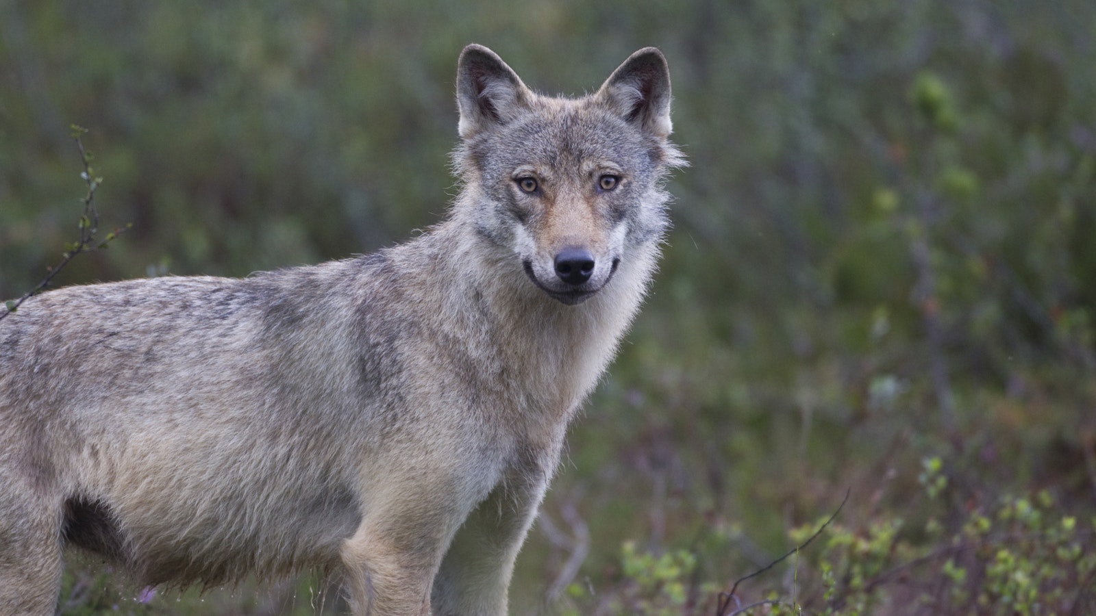 Susikannan koolle halutaan raamit – Metsästäjäliitto esittää viitearvoksi 165 sutta - Metsä