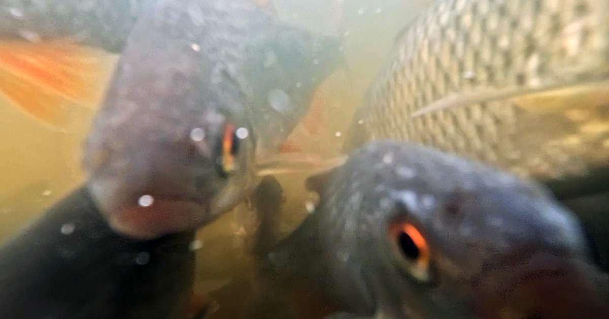 Poikkeuksellinen kuivuus tappaa kutemaan pyrkiviä kaloja Merenkurkussa | Luonto