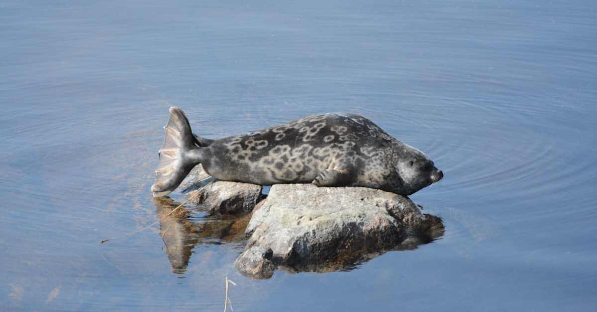 Kaksi saimaannorpan kuuttia on kuollut verkkoihin Savonlinnassa ja Puumalassa | Kotimaa