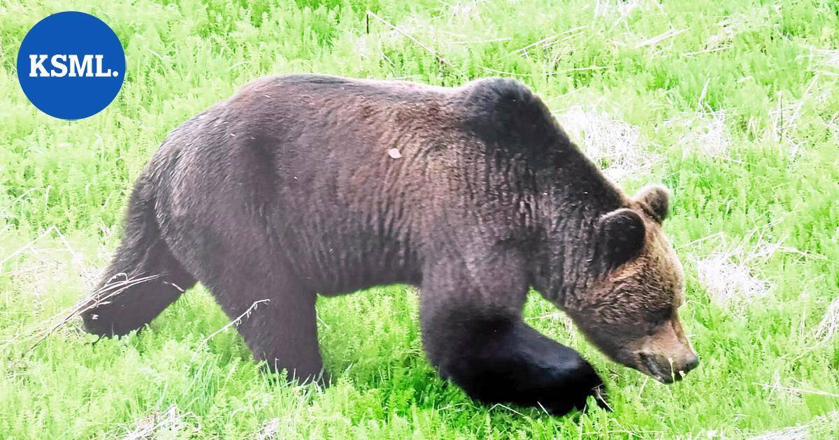 Karhun kohdannut nainen Ylelle: "Peto örähteli niskaan" – tämä kikka taltuttaa hyökkäävän otson | Uutissuomalainen
