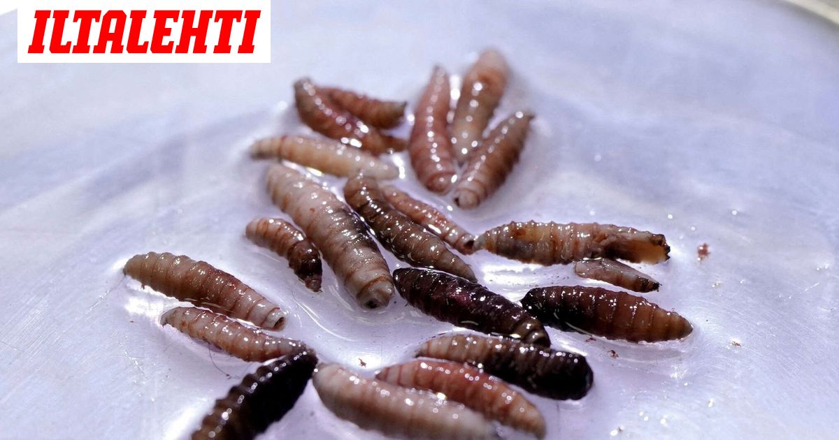 Yhdysvalloista löytyi elävään lihaan porautuva loinen – Näin vaarallinen se on