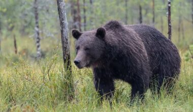 Karhu hyökkäsi metsästäjän kimppuun Posiolla | Lappi