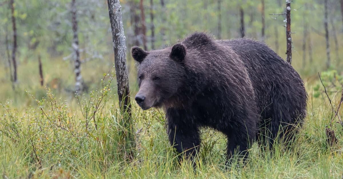 Karhu hyökkäsi metsästäjän kimppuun Posiolla | Lappi
