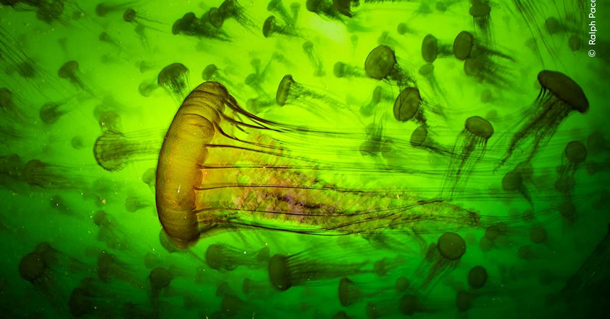 Katso huikeat luontokuvat: ensimmäiset Wildlife Photographer of the Year -kisan otokset julki | Kulttuuri