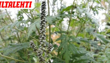 Suomeen työntyy inhottava pilvi – Varoitus