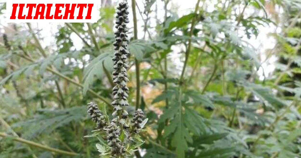 Suomeen työntyy inhottava pilvi – Varoitus