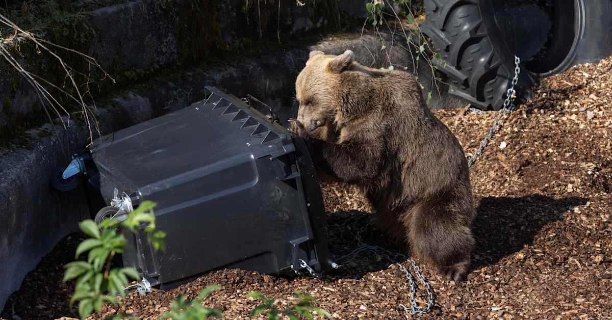 Korkeasaaren karhut saivat jännittävän työtehtävän: rynkyttää roskiksia | Kotimaa
