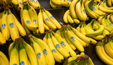 Banaanijätti Chiquita on palaamassa Panamaan | Uutisia lyhyesti